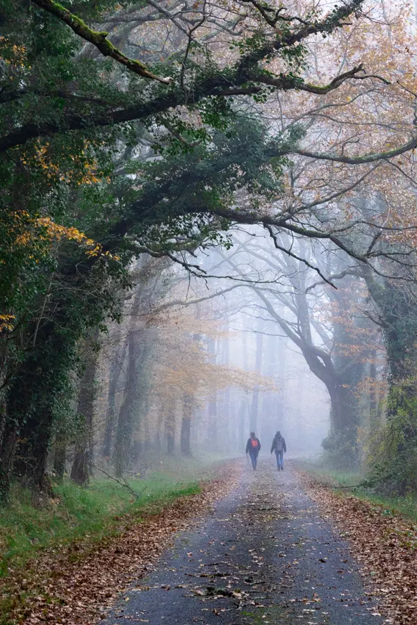 Groupe de deux personnes au loin avec la cime des arbres d'une foret qui dessine un arc de cercle