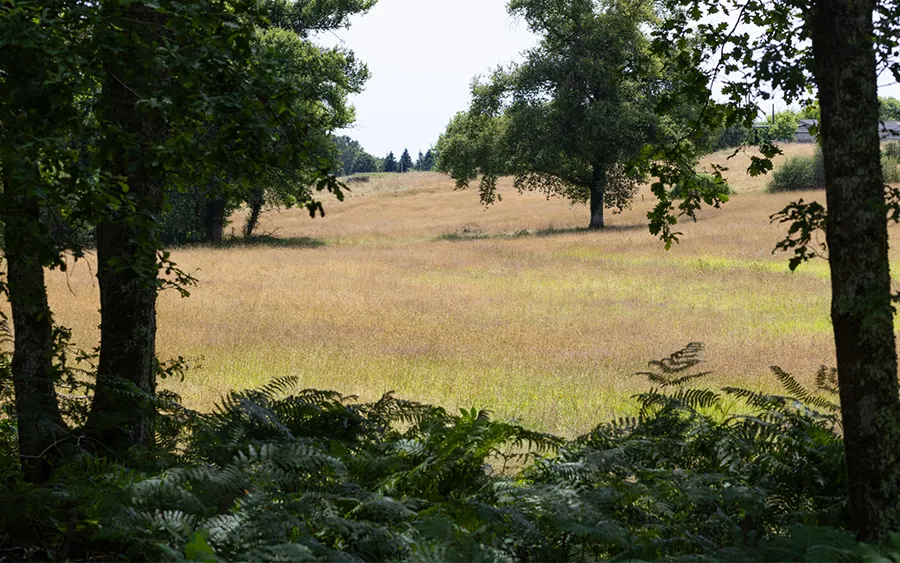 Prairie vue d'un sentier de randonnée lors d'une séance de shinrin yoku