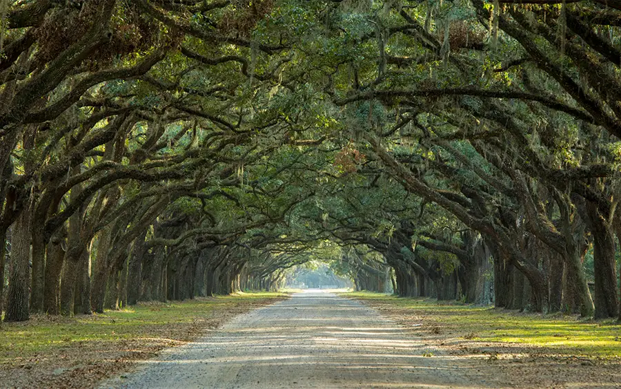 Sentier de randonnés avec de grand arbres qui forme un arc de cercle naturel