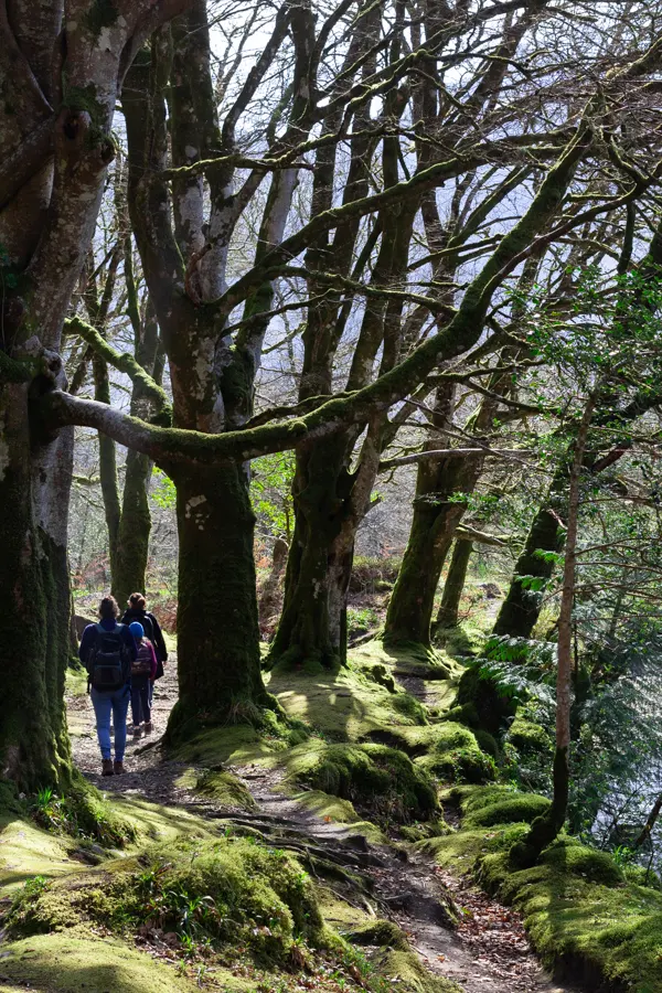 Groupe de marcheur le long d'une rivière pour un illustrer une séance de Shinrin Yoku ou bain de foret