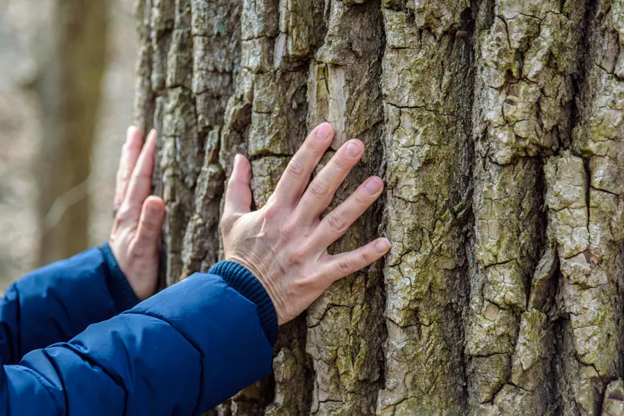 Mains posées sur un tronc imposant d'un arbre au sein d'une forêt pour se relaxer lors d'une séance de bains de forêt