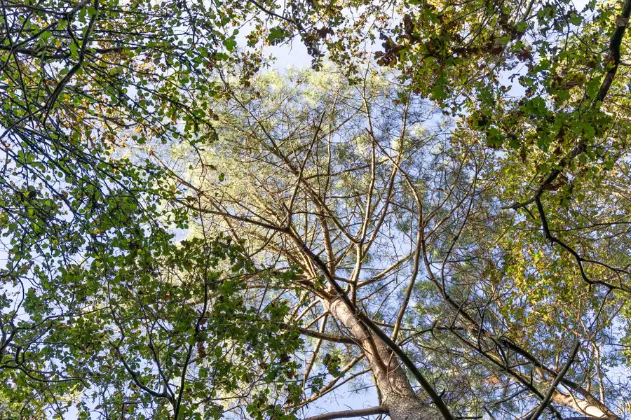 La cime des arbres d'une forêt à Libourne