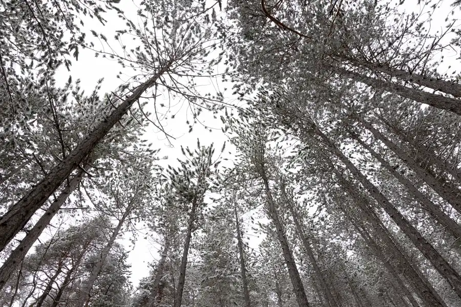 La cime des arbres d'une forêt à Libourne