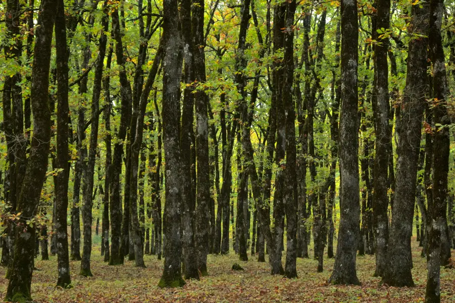 Une forêt et ses troncs imposants dans la région de libourne