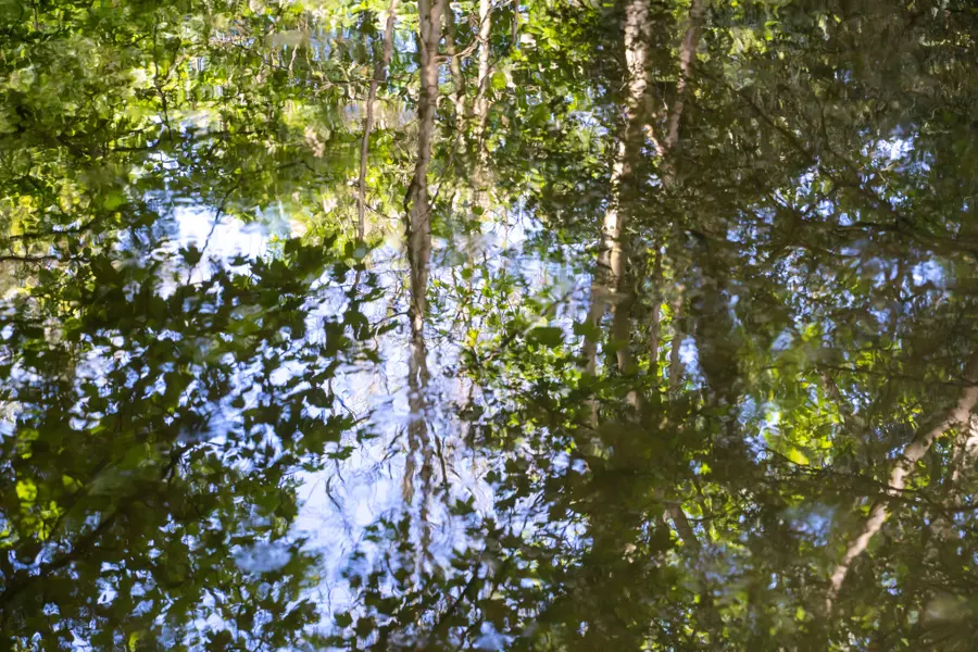 La cime des arbres d'une forêt à Libourne