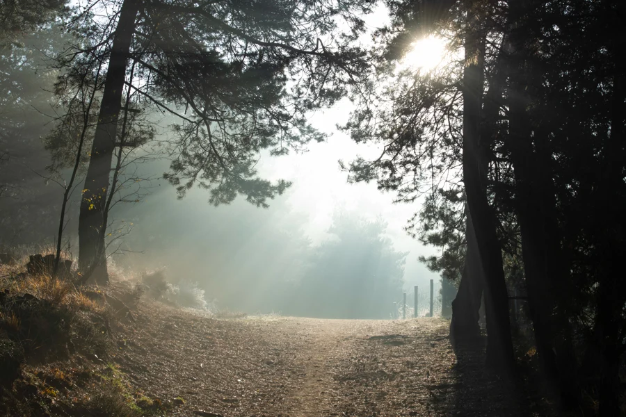 Les lumières rasantes de la forêt