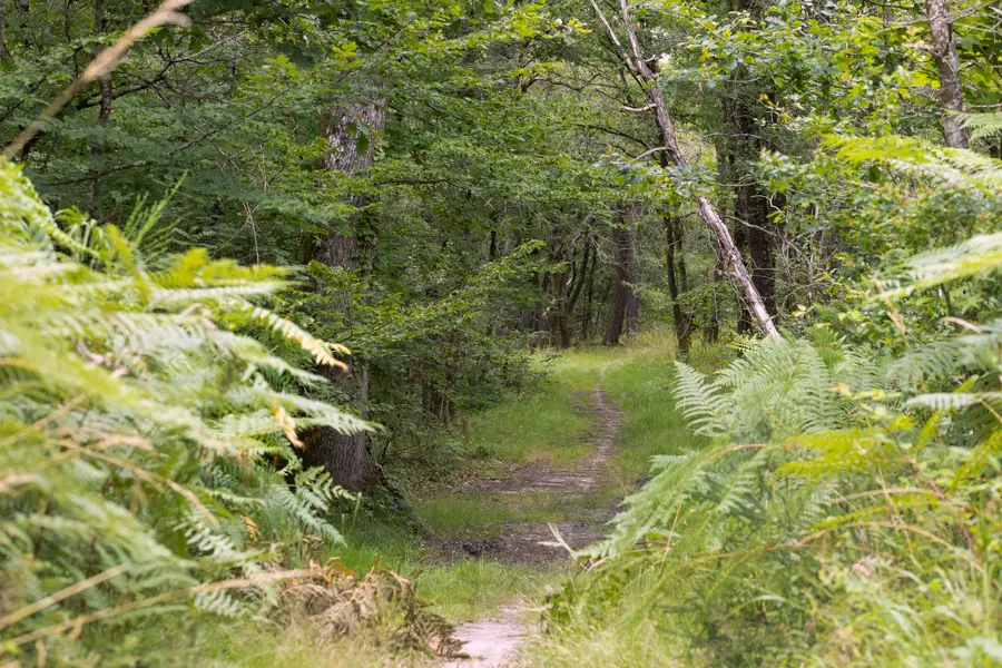 Sentier de forêt a travers les arbres prè de libourne