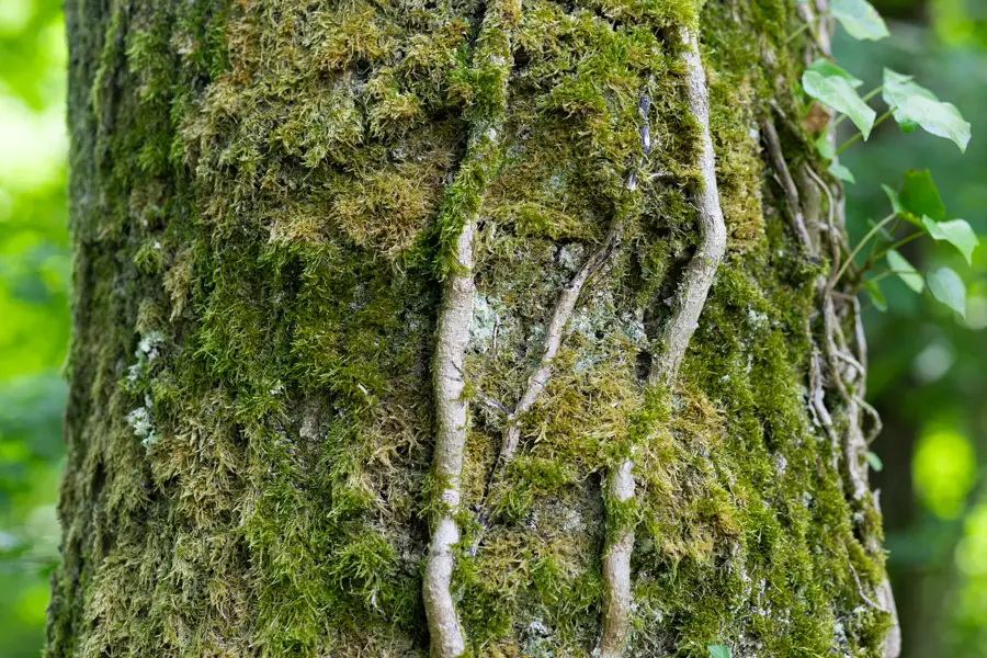 Un arbre imposant en pleine nature