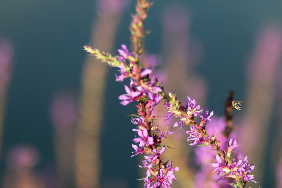 Fleur avec des abeilles qui butinent