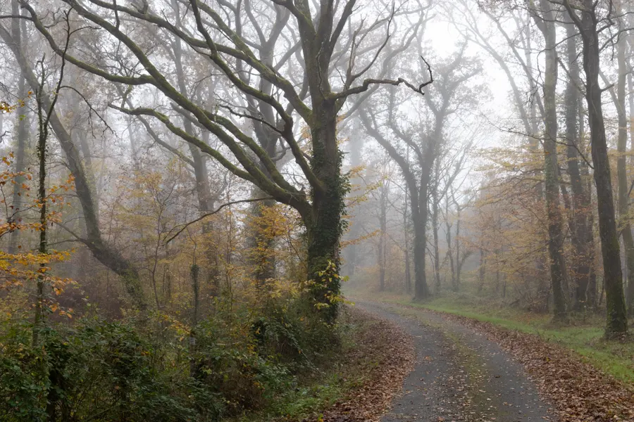 Une forêt de libourne en plein hiver