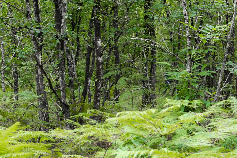 Une ambiance naturelle de fougère et forêt à Libourne