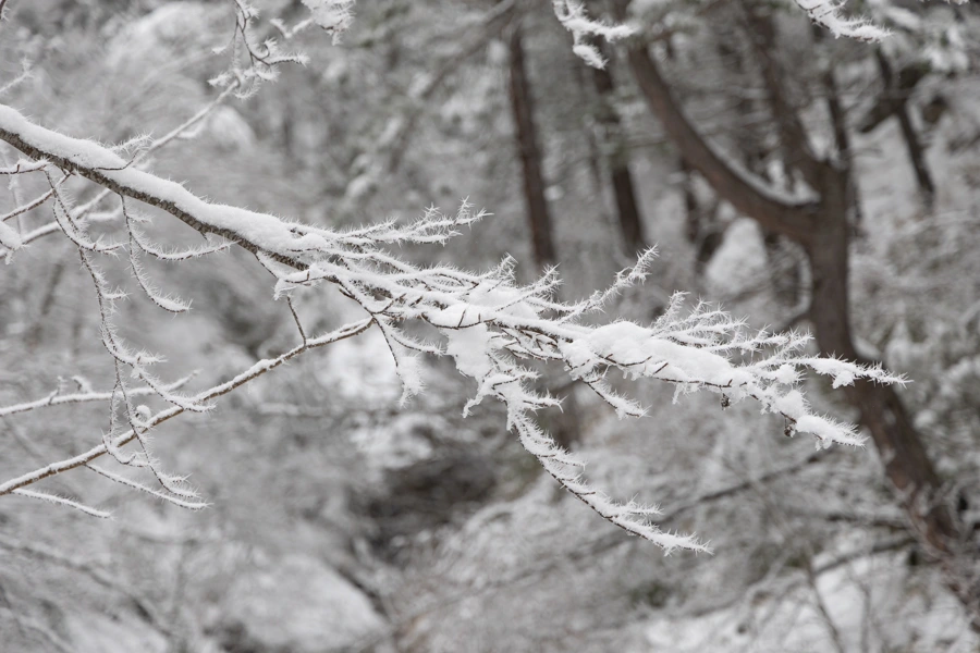 Cristaux de glace qui enferme les branche d'un arbre dans une foret