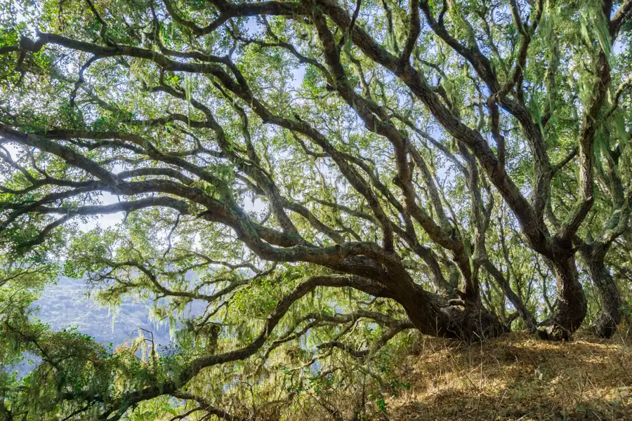 Arbre imposant courbée vers la gauche en pleine nature